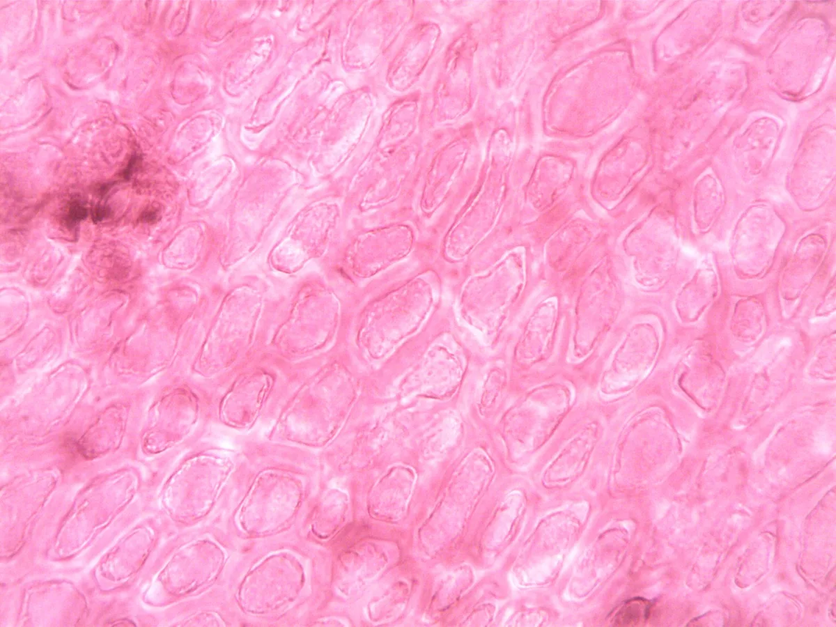 cellulose sponge