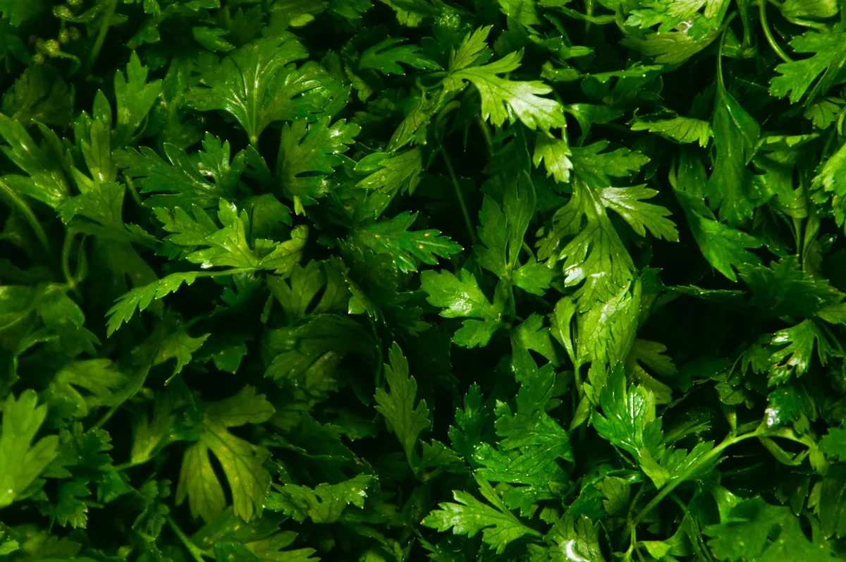 Dried Herbs
