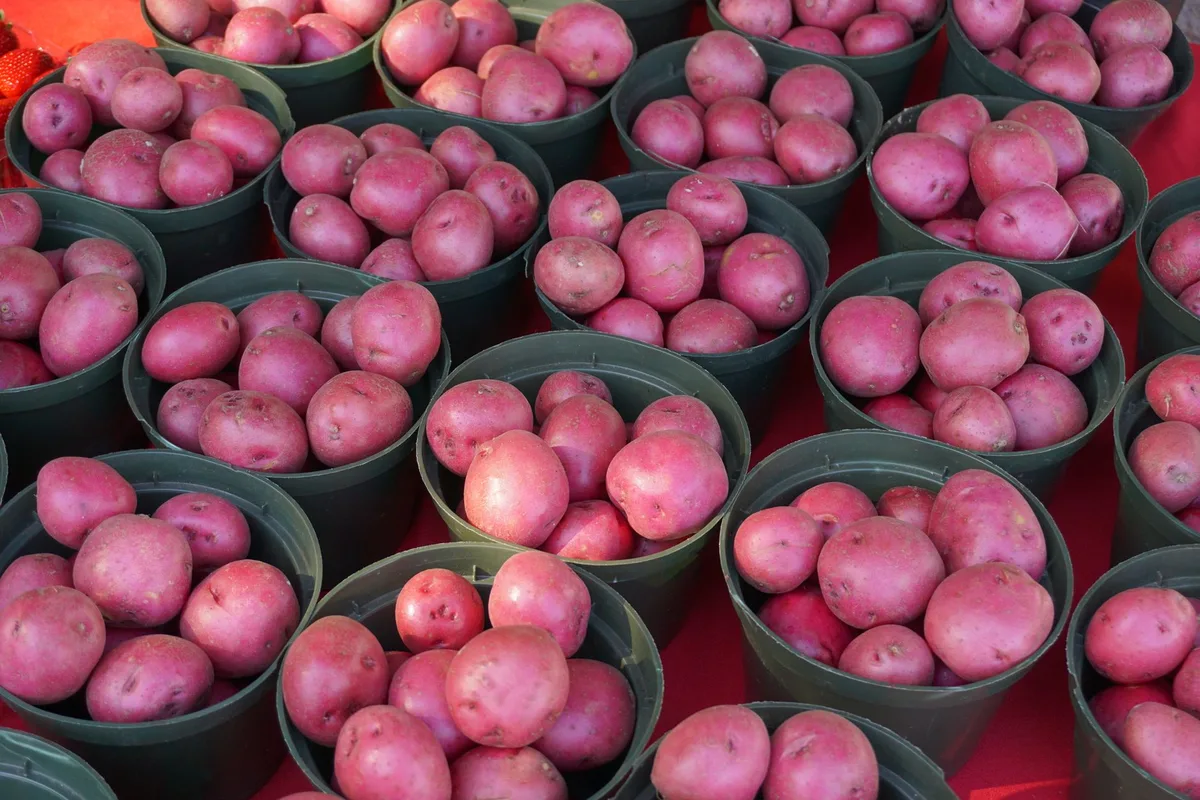 St. Jacobs Farmers' Market