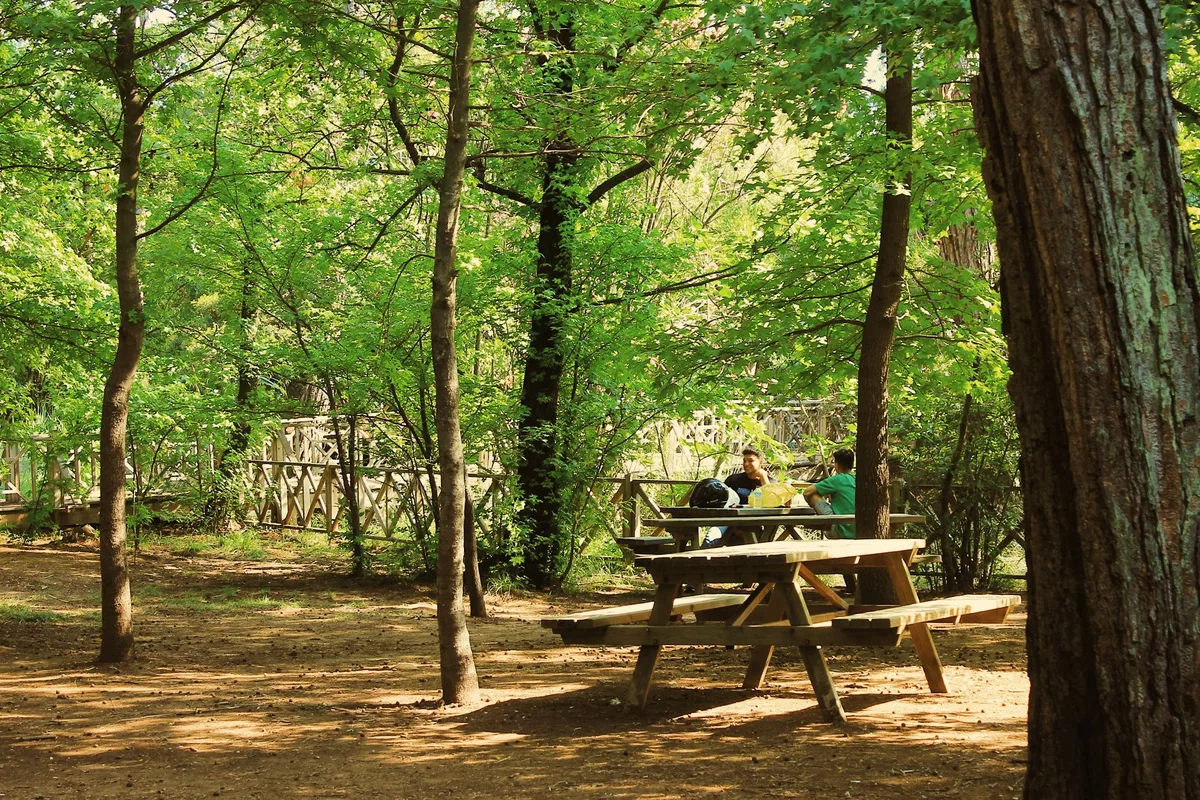 Waterloo Park picnic